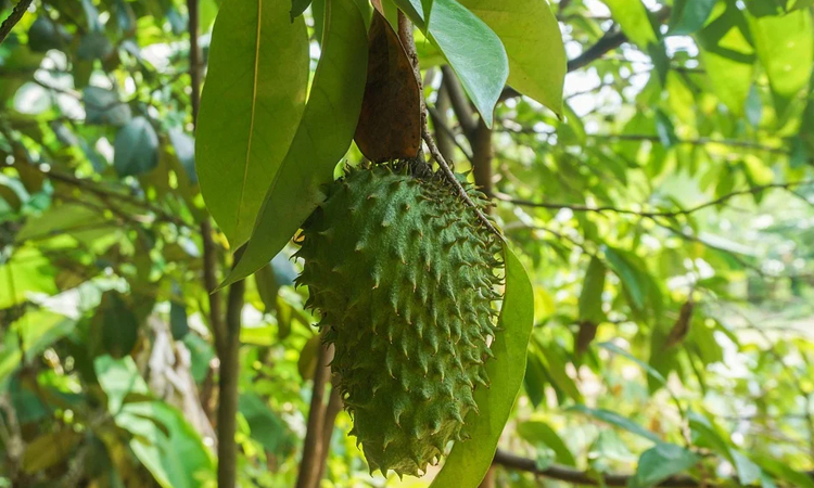 La guanábana, una fruta con grandes beneficios para la salud