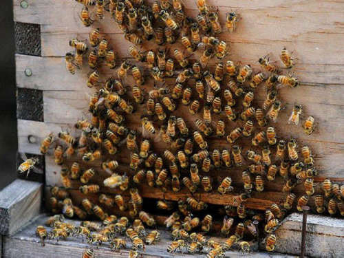 Otro ataque de abejas en Cali