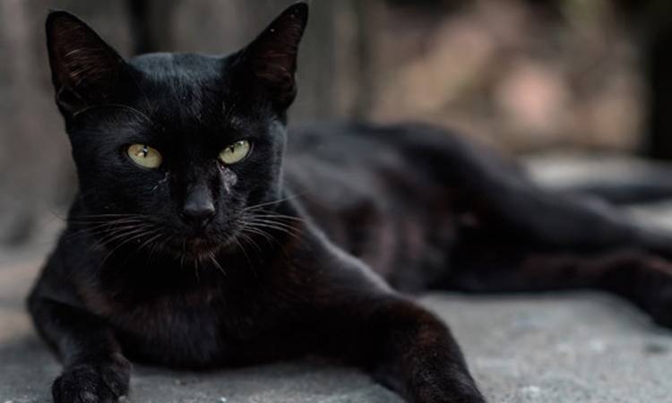 Gatos negros y brujería