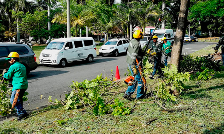 Podas de los árboles
