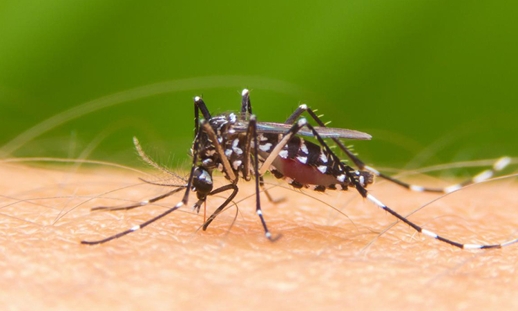 Dengue la otra epidemia en el Valle