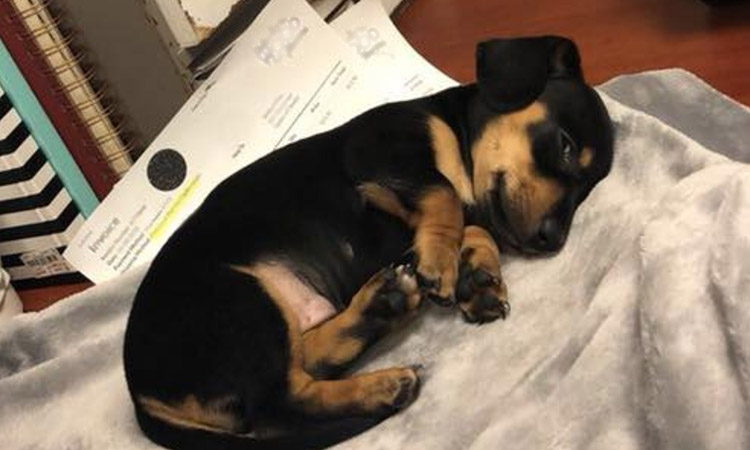 Veterinario mató a perro por equivocación
