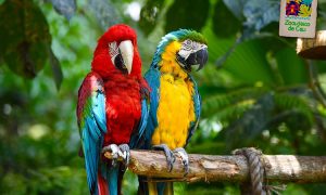 Zoológico de Cali hace un llamado a la solidaridad