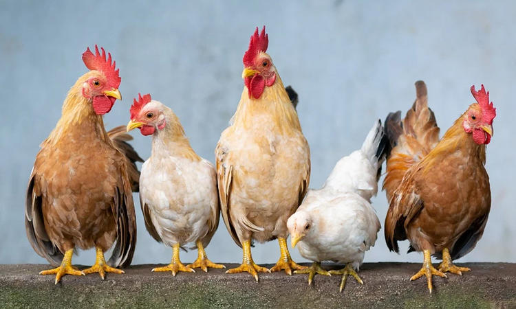 En riesgo la seguridad alimentaria de los colombianos: Fenavi