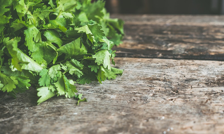 Los poderosos beneficios del cilantro