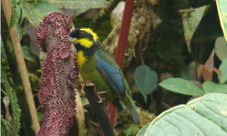 Colombia Birdfair 2021