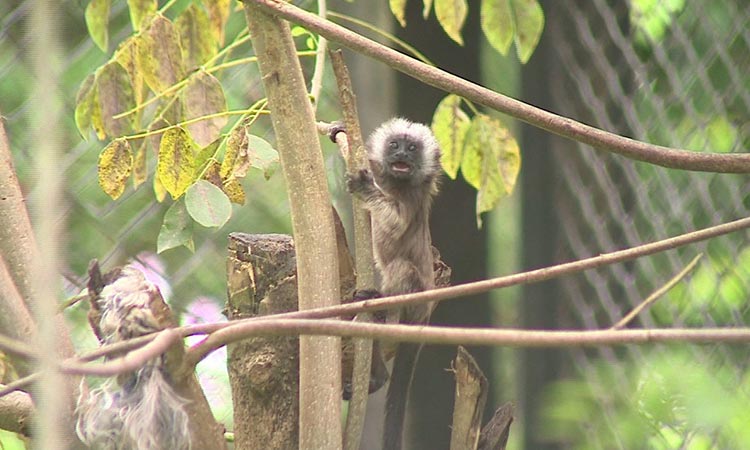 Cambio climático pone en peligro especies de flora y fauna