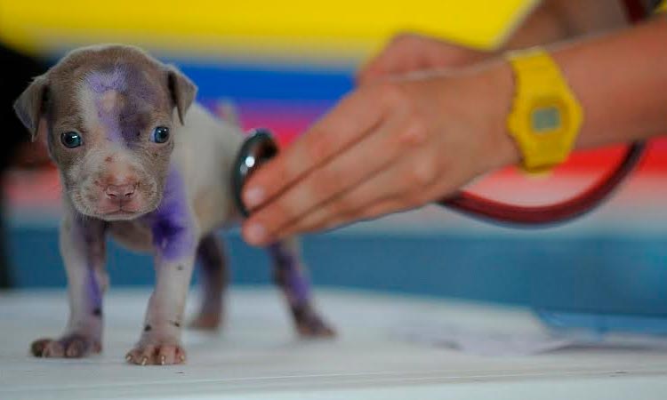 Medicina Veterinaria en la Universidad Santiago de Cali