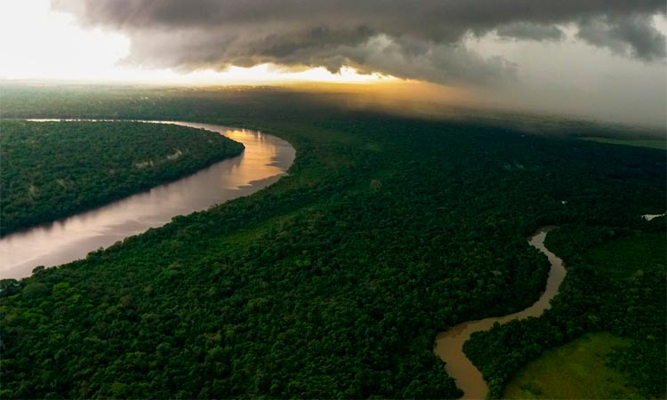 Monitorean bosques desde el espacio