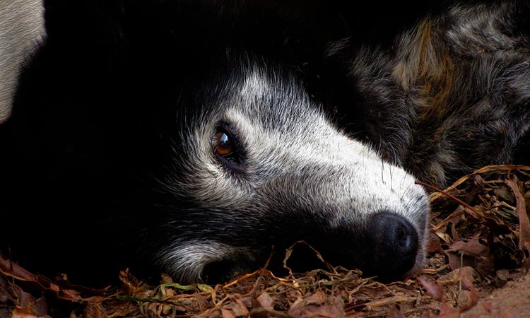 Tips para mejorar la calidad de vida de una mascota con enfermedad terminal