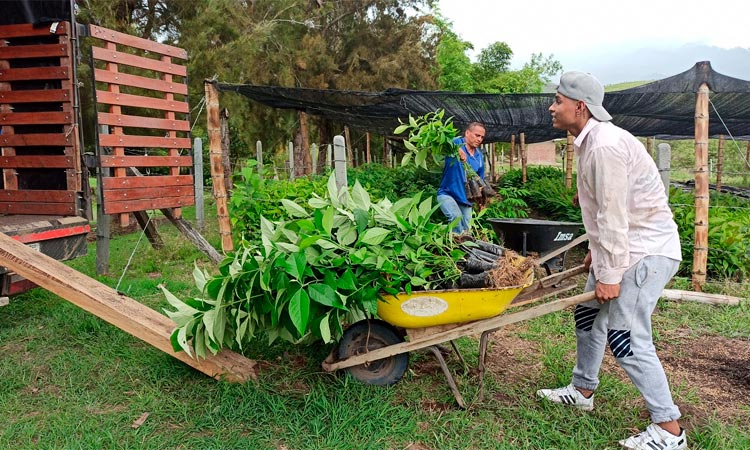 Municipios le apuestan a la siembra de árboles