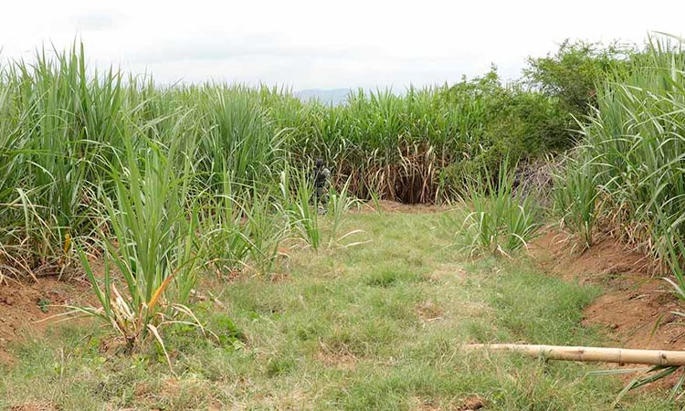 Familias siguen pidiendo verdad por masacre de Llano Verde