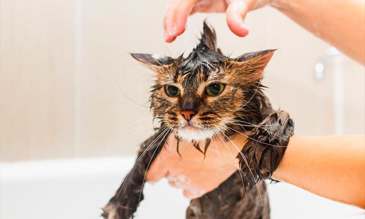 Se debe bañar a un gato