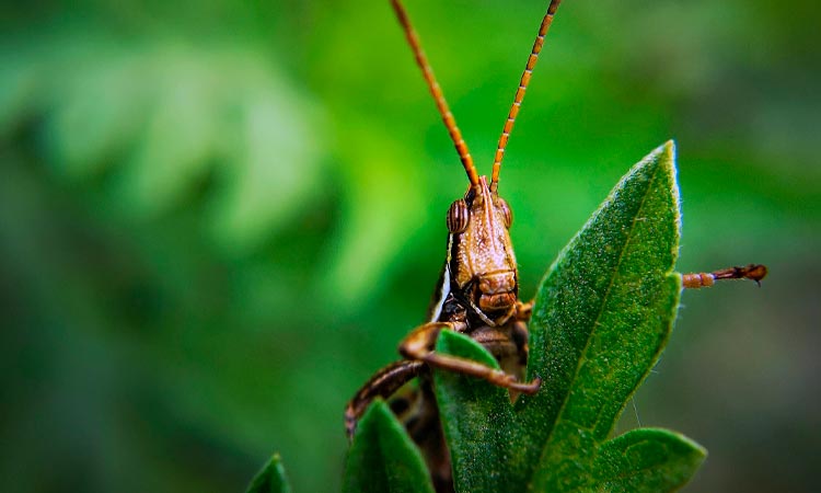Alarma por insecto que come carne