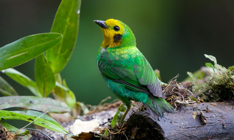 Colombia Birdfaird 2022