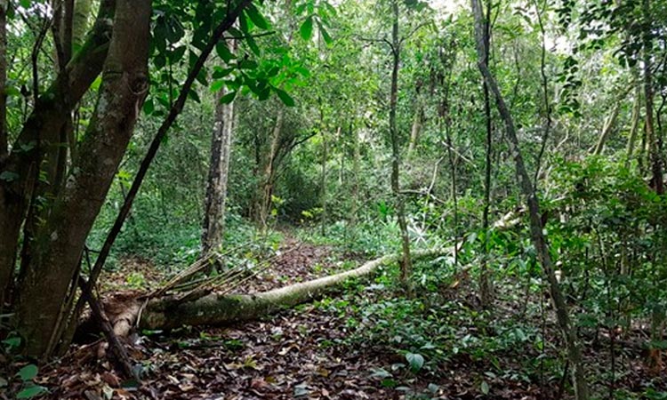 En riesgo especies que habitan bosques en el Valle