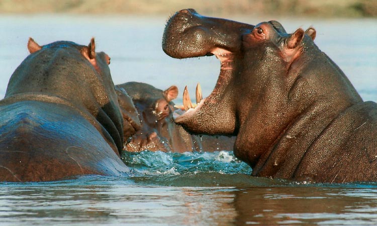 Declararán hipopótamo como especie invasora
