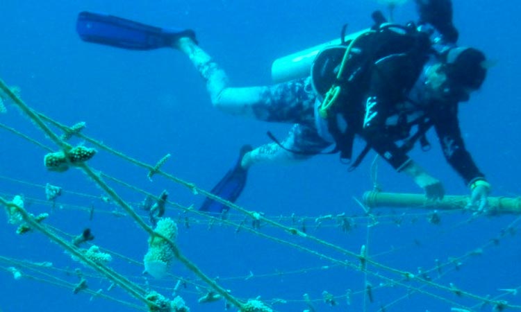 Recuperan corales en el Pacífico y Caribe