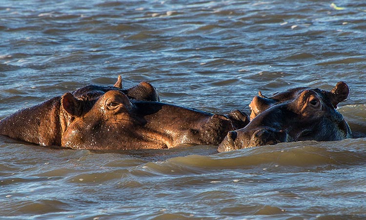 hipopótamos en vía