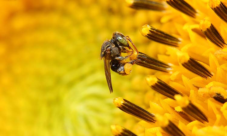 En el Día Mundial de las Abejas, vea cuántas especies hay en Cali