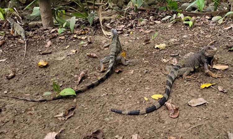 Inician control a sobrepoblación de iguanas en parque Bolívar de Cartago