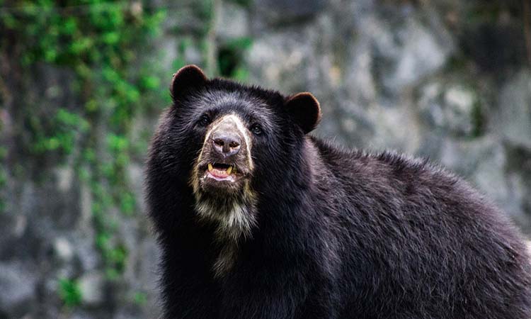 Protegen osos andinos desorientados en Sotará