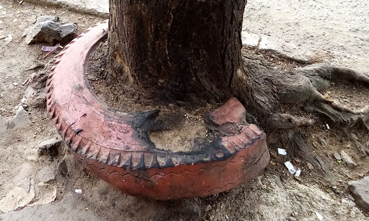 Cinco tips para sembrar árboles de manera adecuada