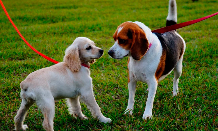 Un día recreativo con los peluditos