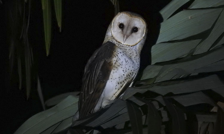 Preocupa sobrevivencia de aves en el mundo