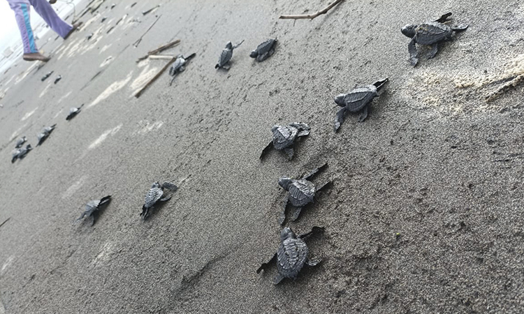 Tortugas marinas volvieron a su hábitat