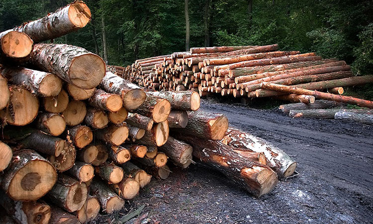 Fedemaderas advierte la necesidad de buscar acciones de largo plazo contra la deforestación