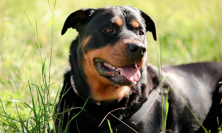 proyecto de ley perros vigilancia