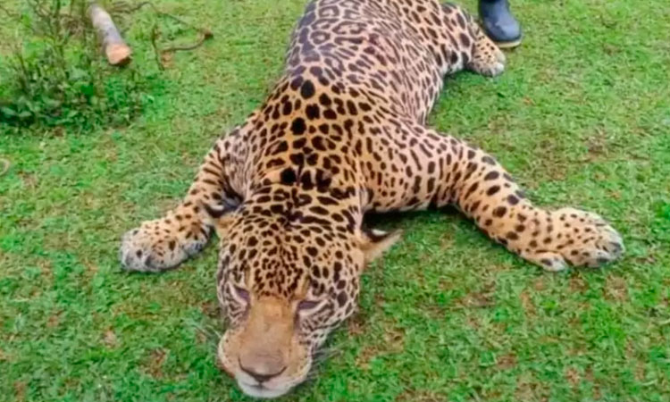 Rechazo por la muerte de un jaguar en Putumayo