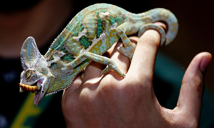 Animales usados como mascotas que son peligrosos para los humanos