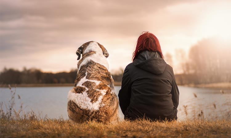 ¿Qué mascotas han logrado la fama?