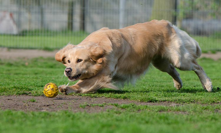 Regálale un buen juguete a tu perro