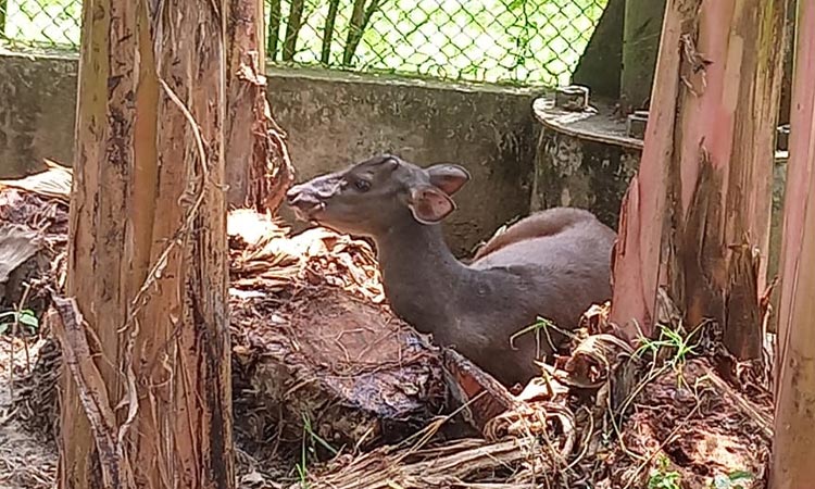 Venado no podrá volver a su hábitat