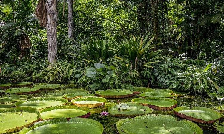 Aumenta temperatura en la Amazonia