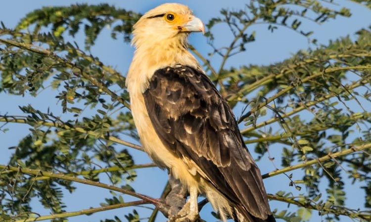 Jamundí, un destino para el avistamiento de aves