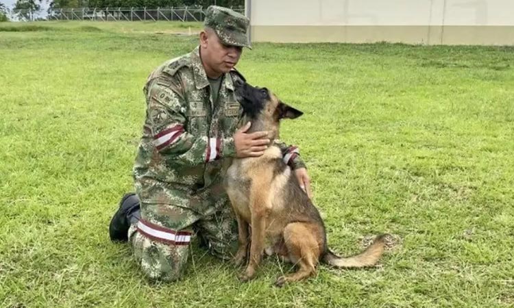 Nuevo video de perro parecido a Wilson genera optimismo