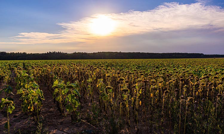 Ola de calor es producto de crisis climática dice expertos