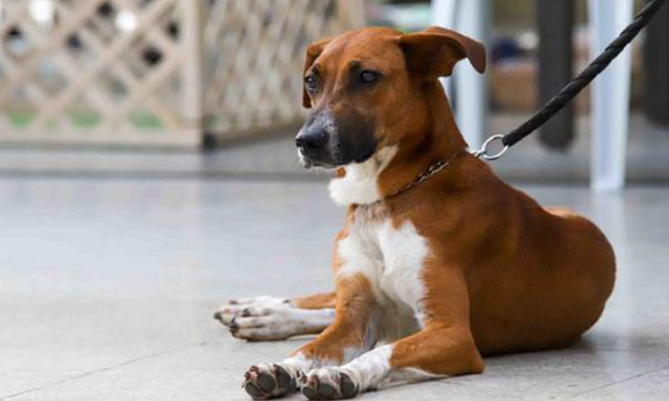 Conozca todos los detalles de la jornada masiva de adopción animal en Cali