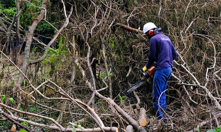 Intervienen ficus en sector de La Estrella
