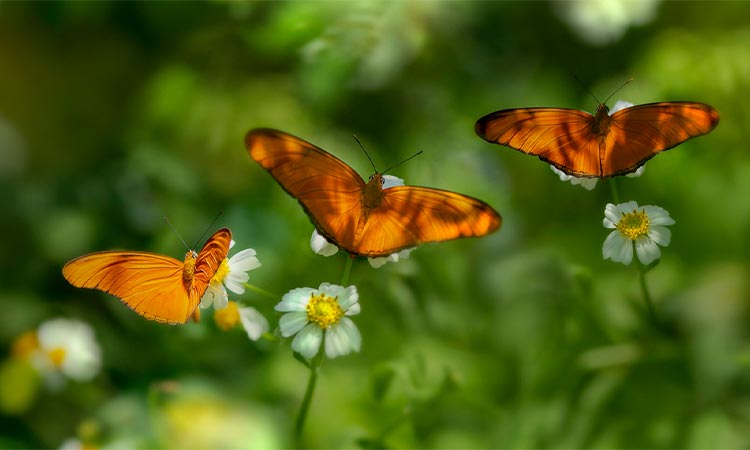 Urgen proteger los hábitats de mariposa Flama