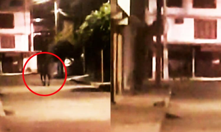 caballo fantasma Ibagué