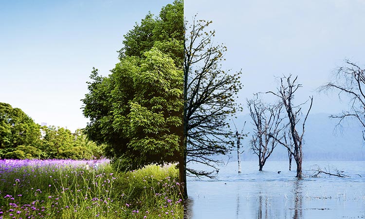 efectos del cambio climático