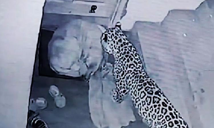 leopardo atacó a un perro