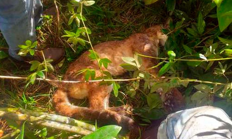 puma muerto antioquia