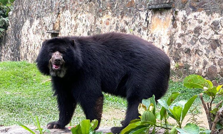 Avistan otro oso de anteojos en Cauca