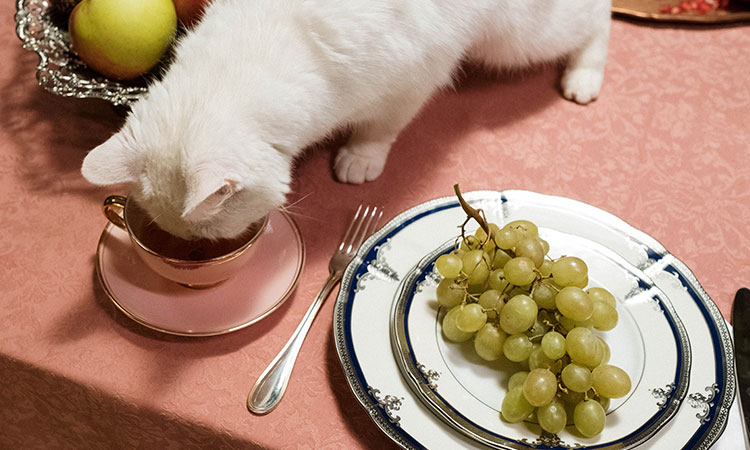 Cómo proteger a tu gato de alimentos y plantas tóxicas
